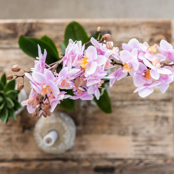 Plantenset Floral Blush pink small - Groene planten met Phalaenopsis orchidee in Floral Blush pink sierpotten en wit dienblad