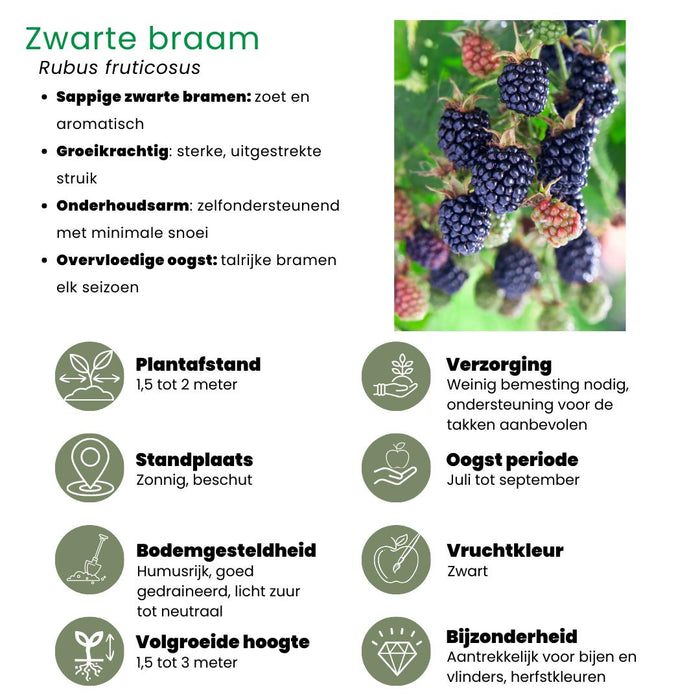 Fruitplanten mix Biologisch - set van 3 verschillende soorten "Vruchten feestje"