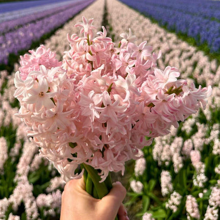 Flowerbulbs Amsterdam - China Pink - 10 bulbs - Size 14/15
