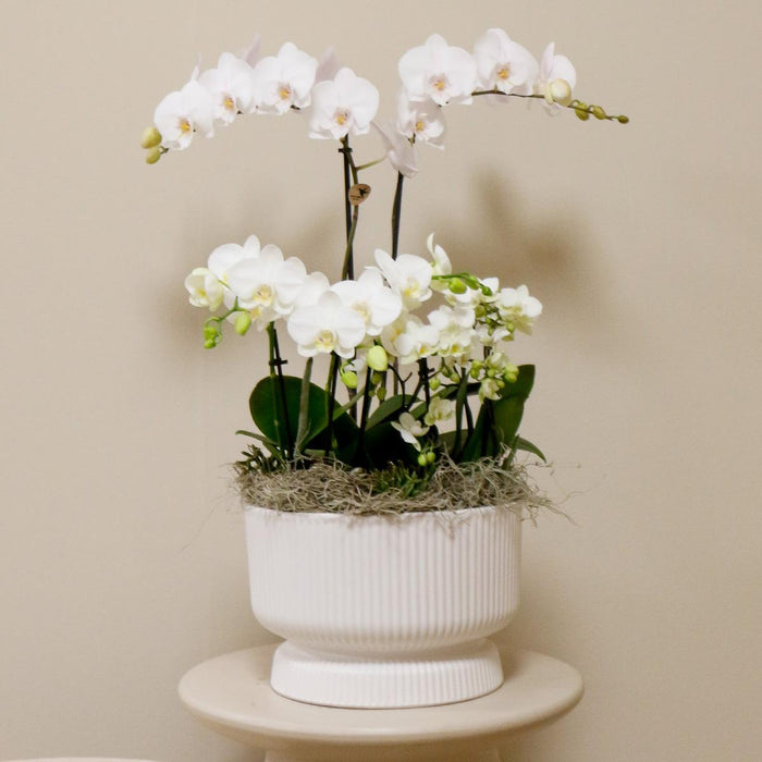 Witte plantenset in Diabolo white dish incl. waterreservoir | drie witte orchideeën en drie groene planten Rhipsalis | Field Bouquet wit met zelfvoorzienend waterreservoir