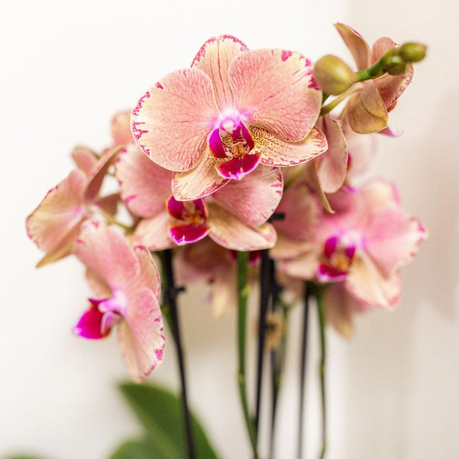 Orchidee - Scatola a sorpresa mista - Scatola di piante - Scatola a sorpresa con 4 orchidee diverse - Ø12cm