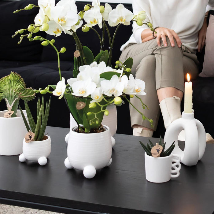 Geel rode phalaenopsis orchidee - Spain in Rolling sierpot wit - Ø9cm - ↕40cm - Bloeiende kamerplant