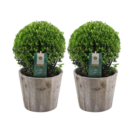 Ilex crenata 'Jenny' ball in wooden pot - Ø20cm - 2x