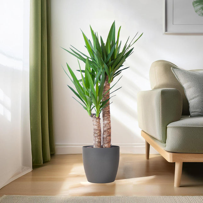 Yucca Elephantipes met Viber zwart - ↕90cm - Ø21cm