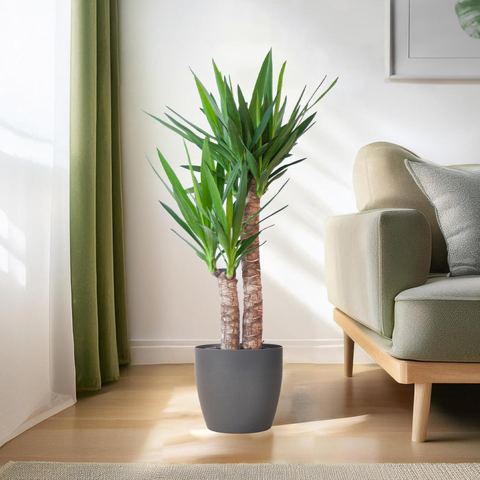 Yucca Elephantipes met Viber zwart - ↕90cm - Ø21cm