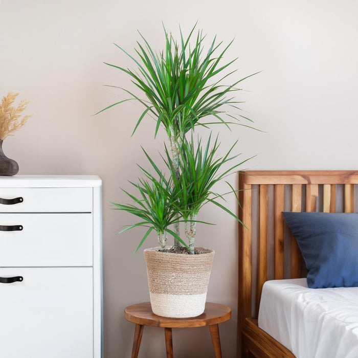 Dracaena Marginata met Lissabon mand wit - ↕95cm - Ø21cm - Drakenplant