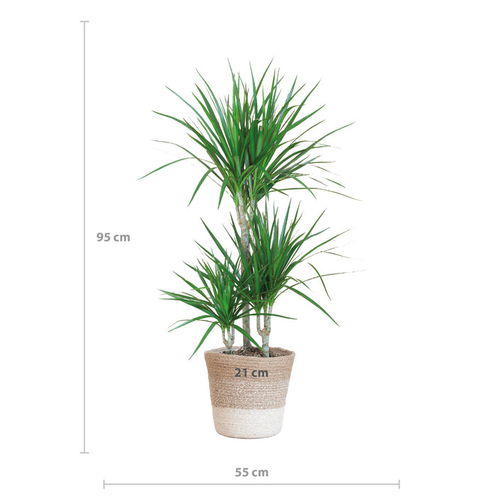 Dracaena Marginata met Lissabon mand wit - ↕95cm - Ø21cm - Drakenplant