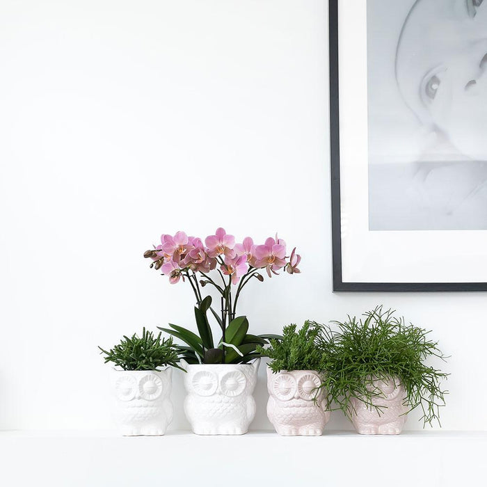 Planten set Owl white - Set met witte Phalaenopsis Orchidee Ø9cm en groene plant Succulent Ø6cm - incl. keramieken sierpotten