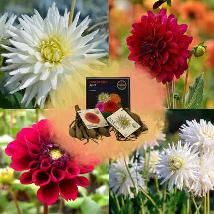 Dahlia Bollen | Mix Romantic beauties, Dahlia Playa Blanca & Dahlia Heatwave, 2 stuks