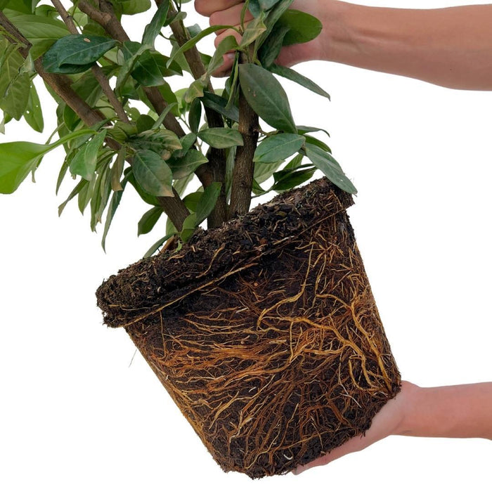 Grote Laurierkers Planten Novita voor 10 strekkende meter haag  - 12L - 25x - ↕100-125 cm