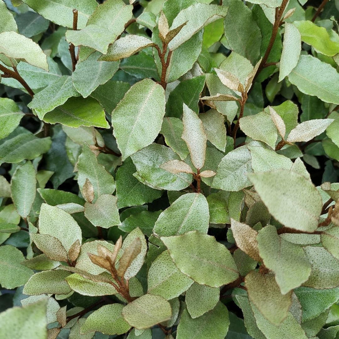 Olijfwilg planten voor 10 strekkende meter haag - ↕100-125 cm in 12 liter pot - 25x
