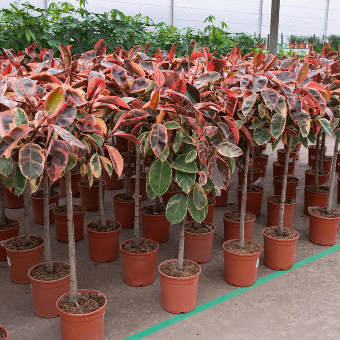 Ficus Elastica Belize op stam - ↕130cm - Ø24cm