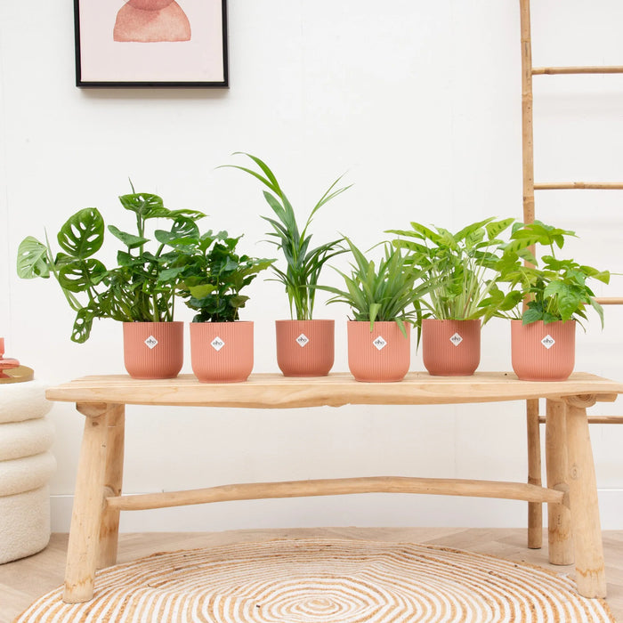 Verrassingsbox - 6 planten inclusief elho Vibes Fold Round roze - Ø14cm