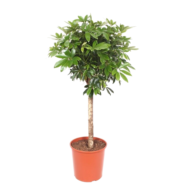 Schefflera su stelo - ↕140-150cm