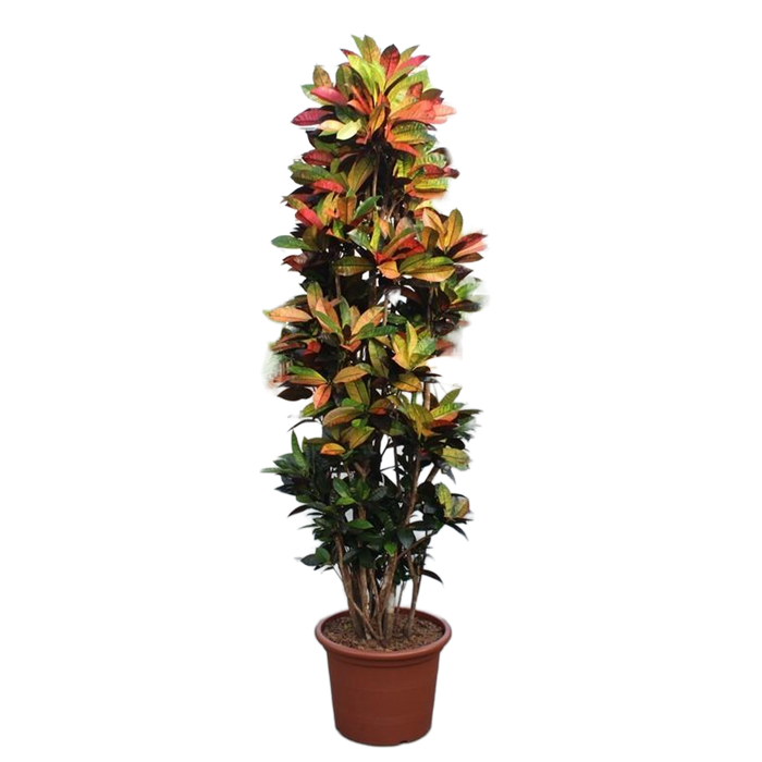 Codiaeum Iceton - ↕230cm