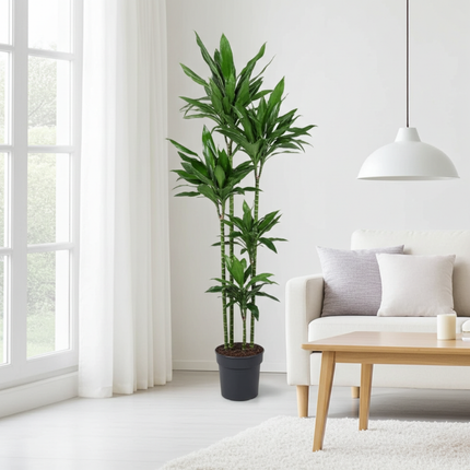 Dracaena Janet Lind XXL - ↕180cm