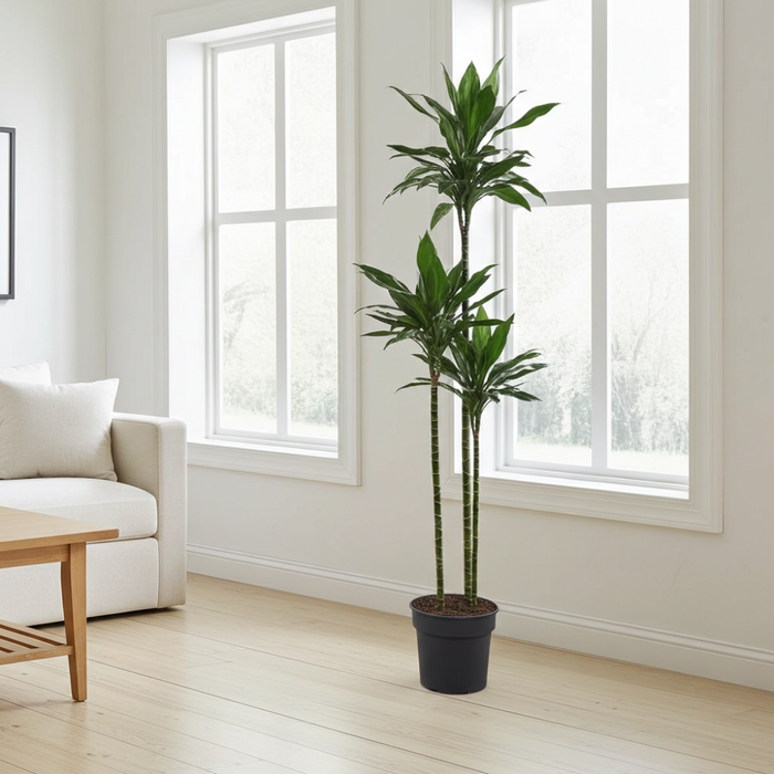 Dracaena Janet Lind XXL - 180cm