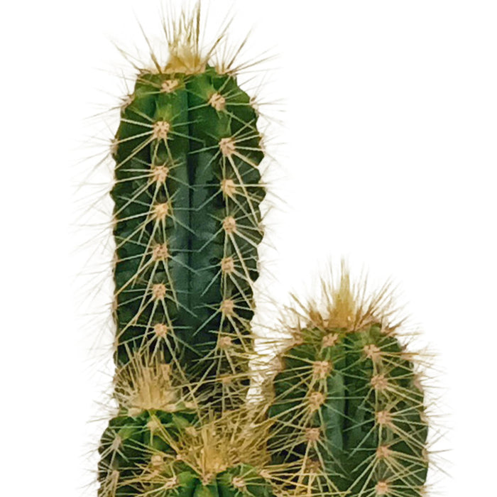 cactus-mix-5-5-cm-10x-zonder-pot