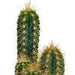 cactus-mix-5-5-cm-10x-zonder-pot
