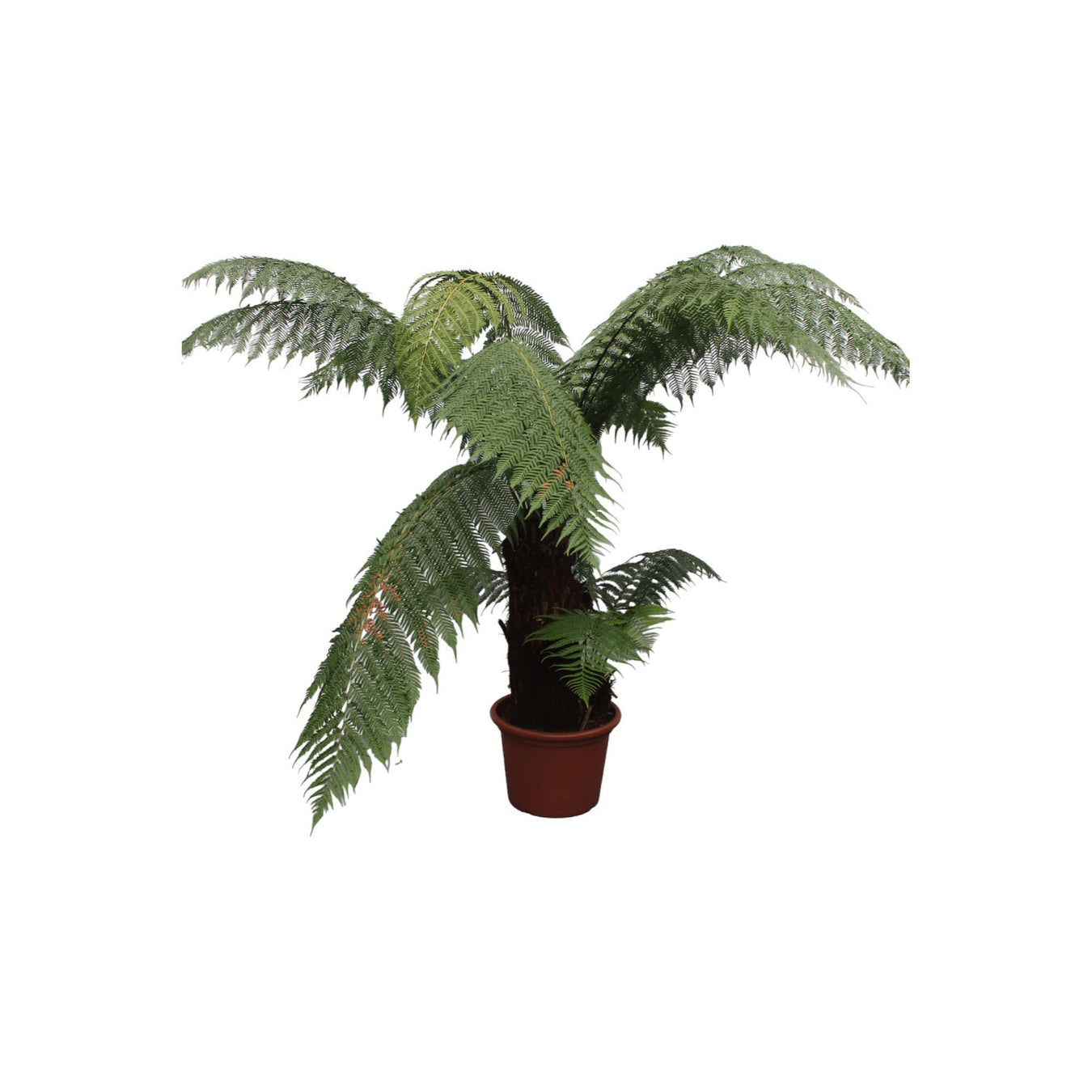 Dicksonia Antarctica