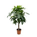 pachira-aquatica-180-cm-o27