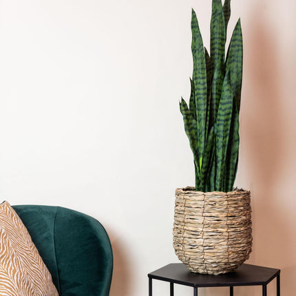 kunstplant-sanseveria-black-coral-vrouwentong-97-cm