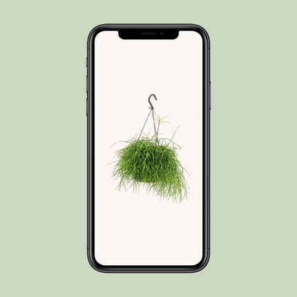 rhipsalis-oasis-o17cm-↕25cm