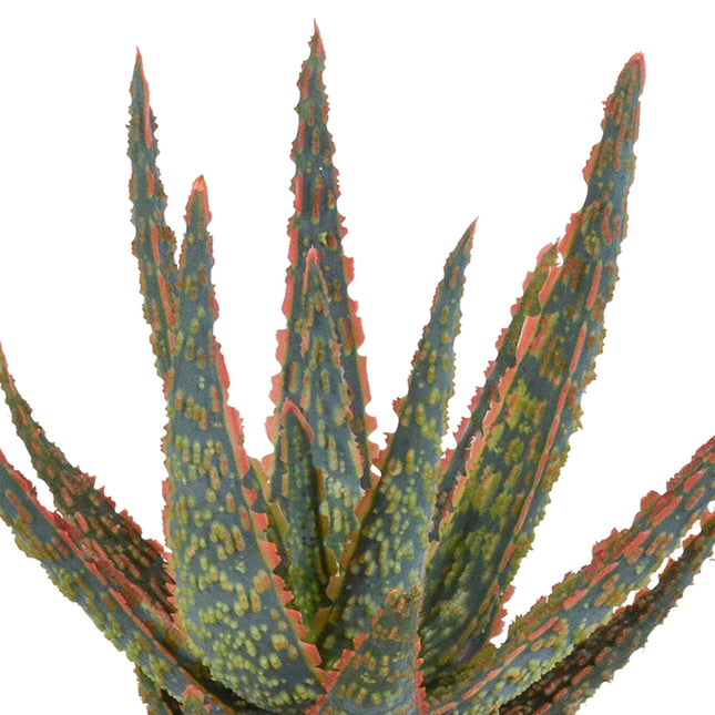 aloe-zebrina-dannyz-10-5cm-zonder-pot