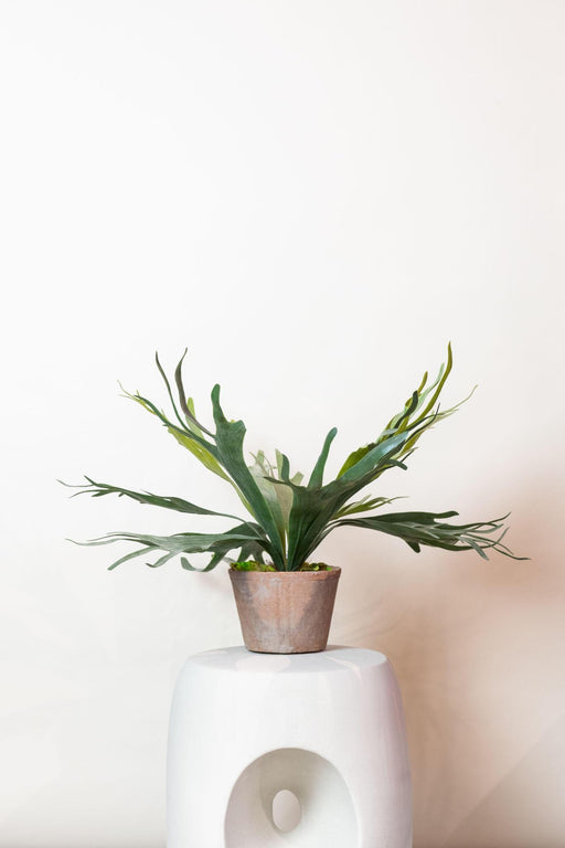 kunstplant-staghorn-fern-hertshoorn-50-cm