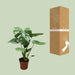 monstera-deliciosa-bush-o17cm-↕55cm
