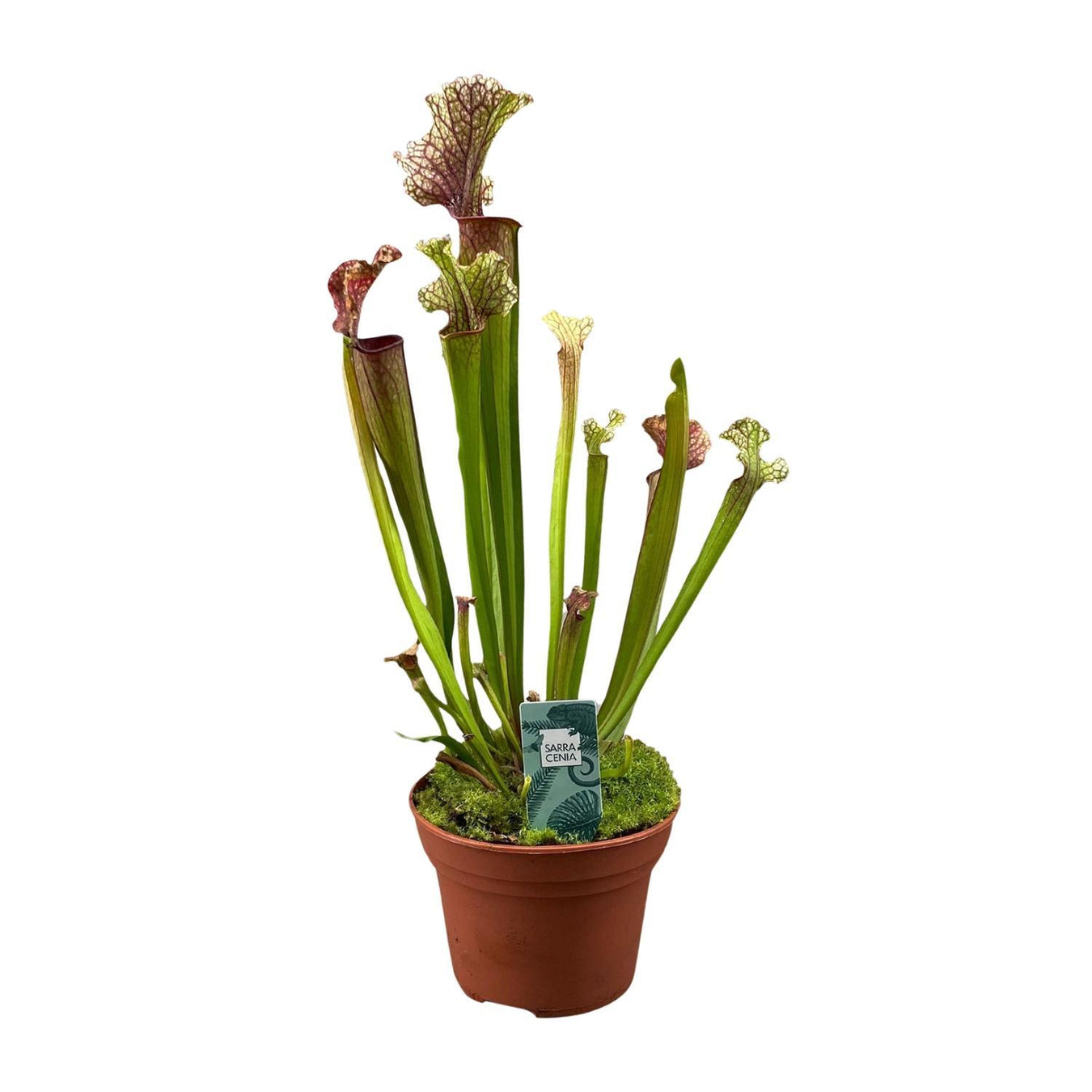 Sarracenia (Trompetbekerplant)