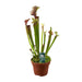 sarracenia-judith-hindle-o12cm-↕30cm
