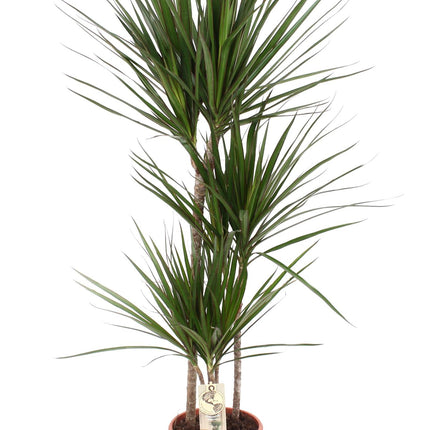 dracaena-marginata-o21-↕120-1