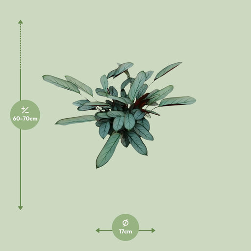 ctenanthe-oppenheimiana-o17cm-↕70cm