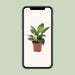 philodendron-white-wave-o12cm-↕25cm