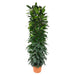 ficus-cyatistipula-zuil-200-cm-o35