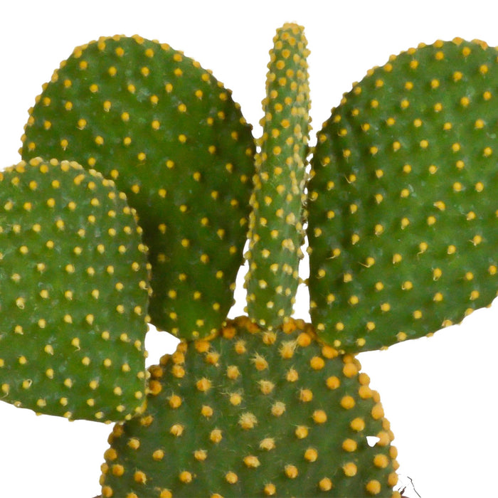 opuntia-microdasys-12cm-zonder-pot