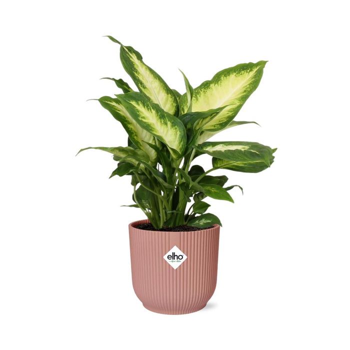 dieffenbachia luchtzuiverend Dieffenbachia 'Camilla' in elho Vibes Fold roze - ↕35cm