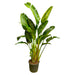 strelitzia-augusta-multi-stam-xxl-250-cm-o50
