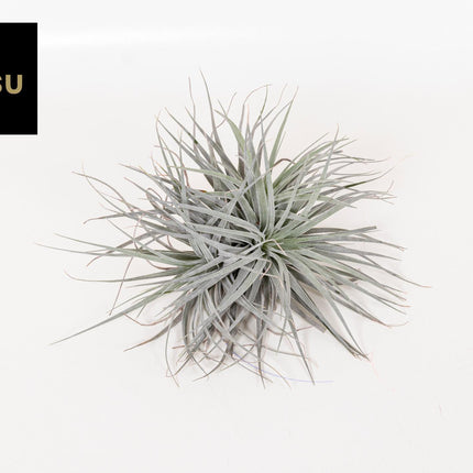 tillandsia-super-silver-xl-o20cm-↕15cm