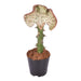euphorbia-lactea-cristata-rood-35-cm-o12