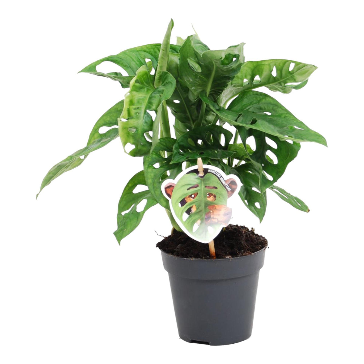 Monstera Obliqua 'Monkey Leaf' 25cm-ø12