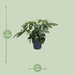 schefflera-actinophylla-o21cm-↕80cm