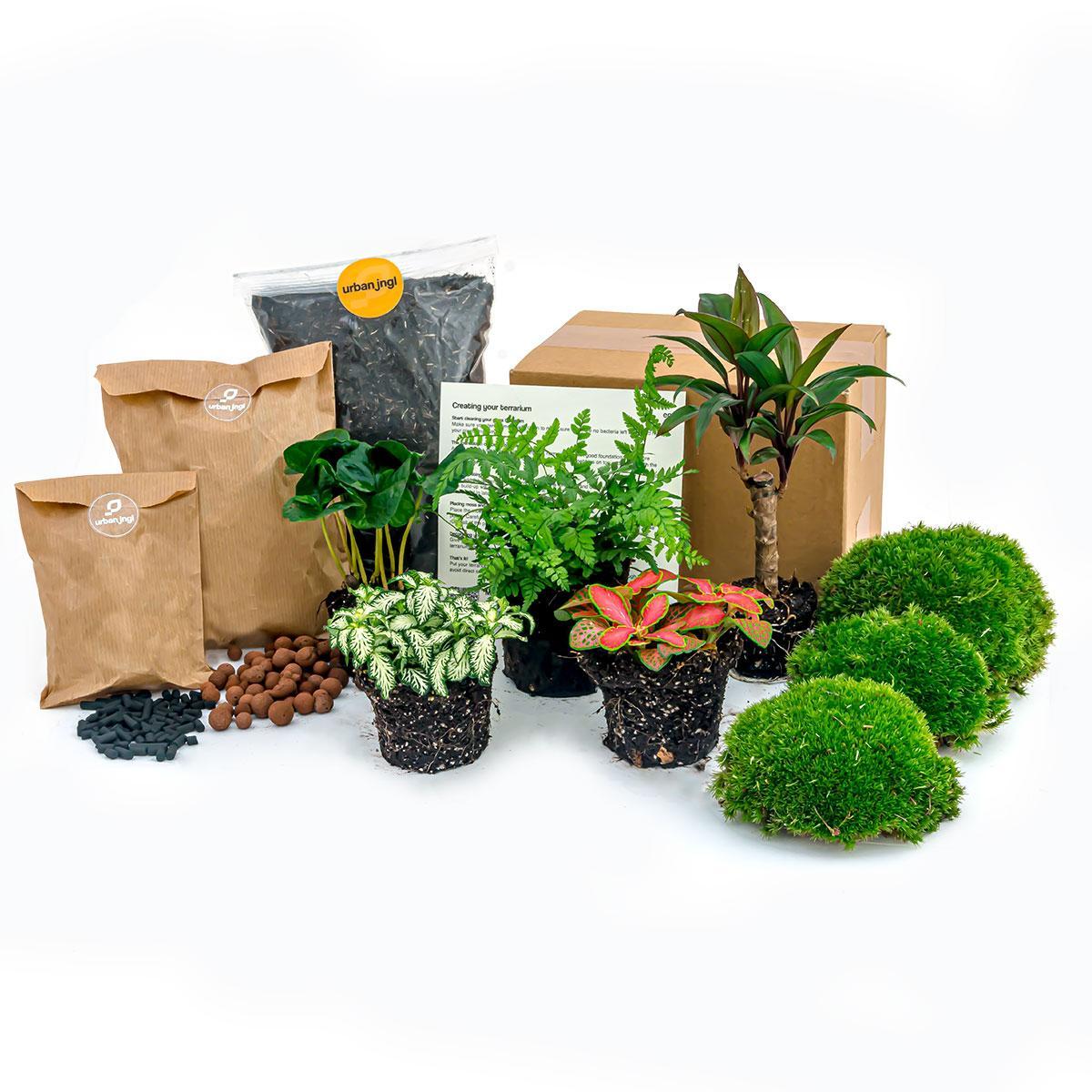 farn im terrarium Pflanzen-Terrarium-Set – Dschungel 5 – Kaffeepflanze – Farn – Palme – —  Planten247.nl