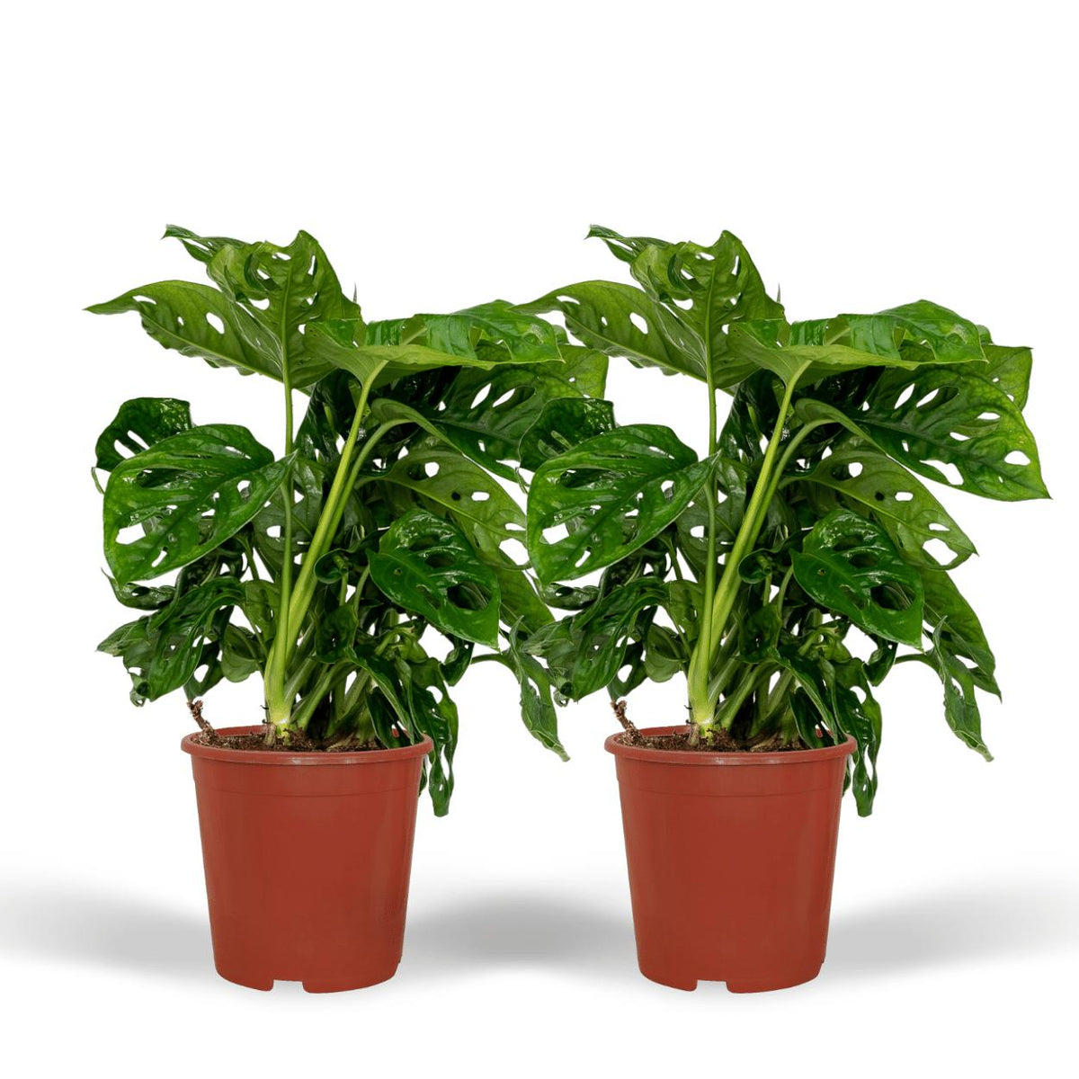 Monstera 'Monkey Leaf' – Lochpflanze – ↕30 cm – Ø12 cm – 2 Stück —  Planten247.nl