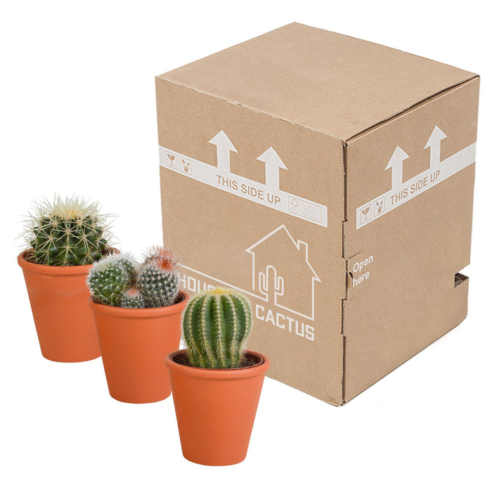 bolcactus-mix-8-5-cm-3-stuks-in-terracotta-pot