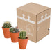 bolcactus-mix-8-5-cm-3-stuks-in-terracotta-pot