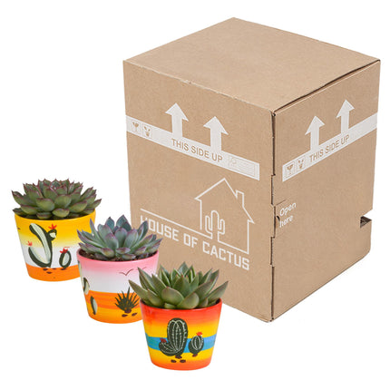 echeveria-mix-8-5-cm-3x-in-mexicaanse-pot