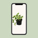 scindapsus-epipremnum-njoy-o12cm-↕15cm