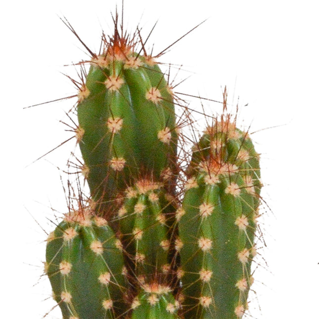 cactus-mix-5-5-cm-10x-zonder-pot
